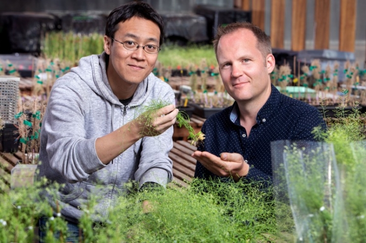 Найден новый ген устойчивости растений к жаре