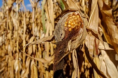 Урожай кукурузы может снизиться на 26%