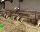 Франция компенсировала 2 млн евро овцеводам за действия волков