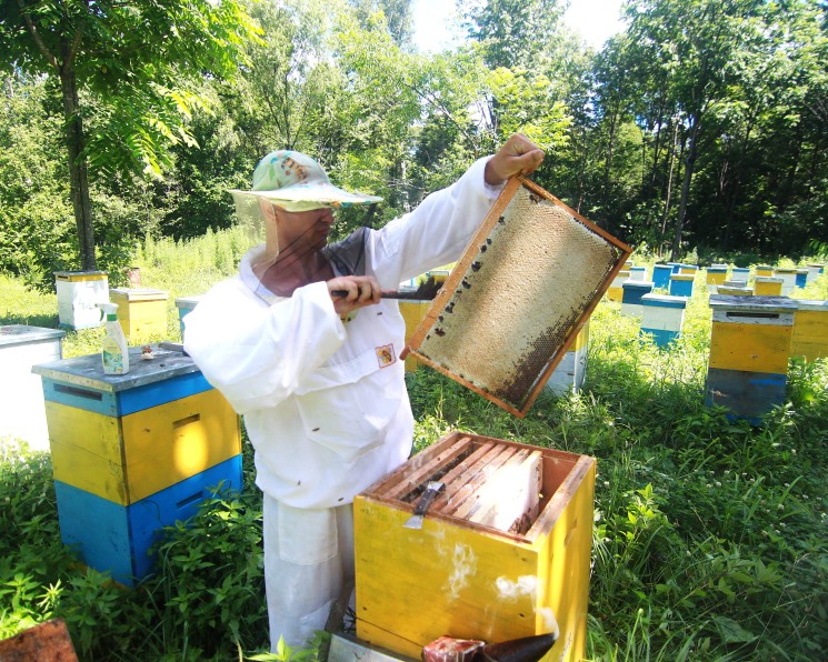 Пчёлы под угрозой. Вырубка лесов и безответственное применение СЗР наносят урон пчеловодам