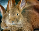 В Ярославской области будет создан кролиководческий кластер