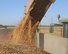 Сбор зерна превысил 100 млн тонн