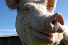 Партнерский материал. Что важно знать свиноводам в области снижения зависимости от антибиотиков, контроля микотоксинов и минерального питания