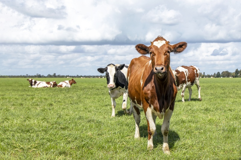 Эффективность кормовых средств защиты коров при тепловом стрессе