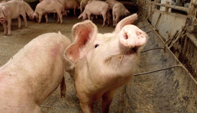 Почему фермеры выбирают щелевой пол для свинокомплексов?