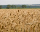 Майский фьючерс на рынке пшеницы вновь прибавил