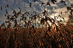 Производство сои на Дальнем Востоке выросло на 38%