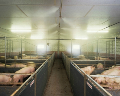 Крупные фермы откорма с автоматической сортировкой: точное животноводство уже здесь