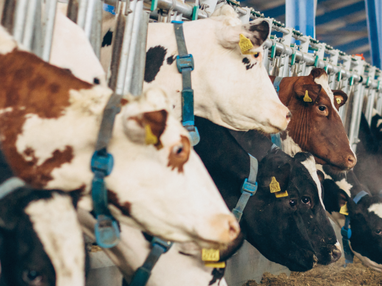 В «Зеленой Долине» разместится 40 тыс. голов КРС. Компания может возвести крупнейший в Европе молочный комплекс