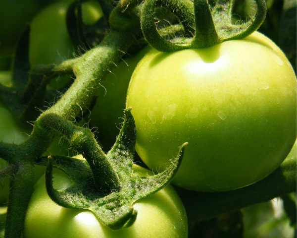 Овощи черноземья. Espoma Organic Tomato-Tone to8. Картинка работы овощи Черноземья.
