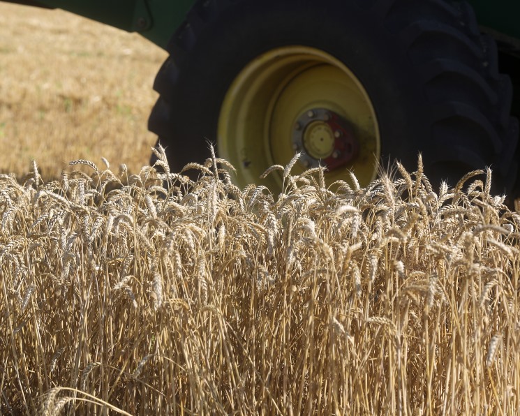 Стоимость российской пшеницы продолжает снижаться