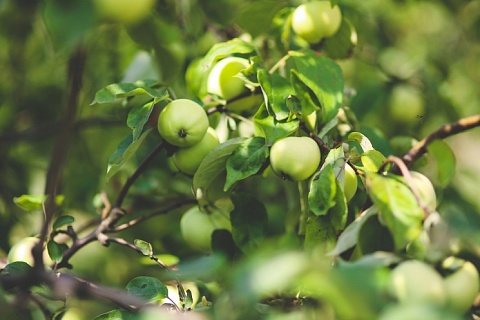 Урожай яблок может сохраниться на уровне прошлого года