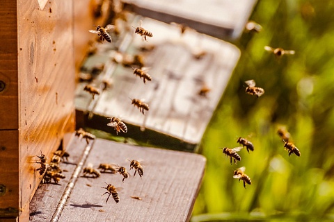 Гибель пчел от пестицидов фиксируют в ряде регионов