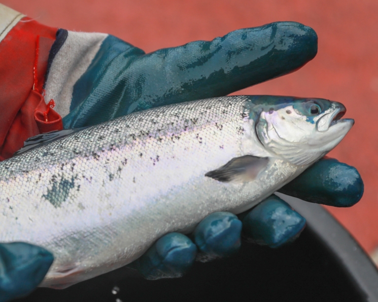 На поддержку производства лосося направят 15 млрд рублей