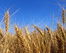 Майский фьючерс на рынке пшеницы прибавил почти 3%
