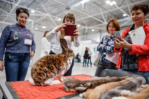 Конкурс кроликов и породной птицы на выставке «МинводыАГРО-2022»