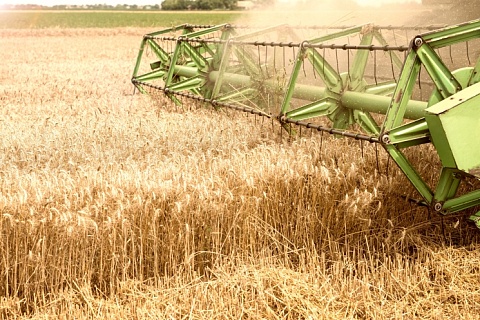 Урожай зерновых и зернобобовых достиг 64 млн тонн