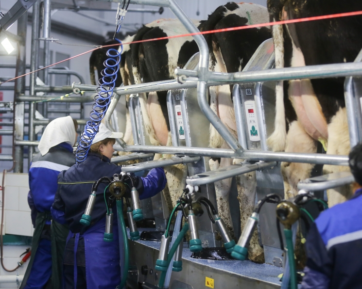Минсельхоз: производство молока к 2030 году должно вырасти до 39 млн тонн