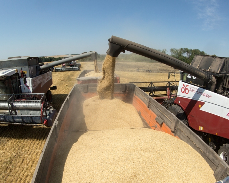 «СовЭкон» повысил прогноз урожая пшеницы в России