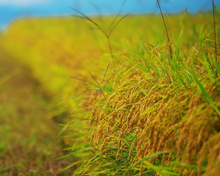 Производство риса на Кубани планируется увеличить до 1,3 млн тонн