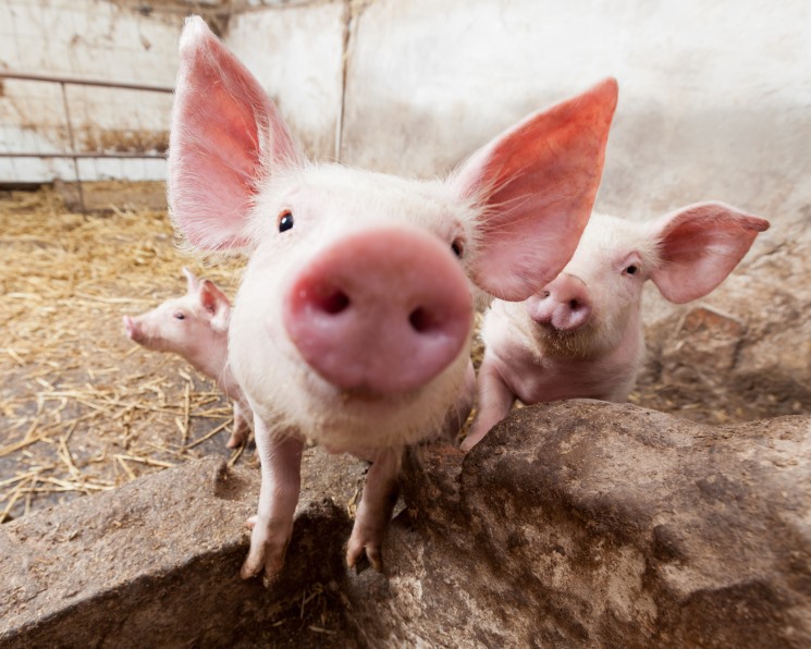 Как составить рацион для откорма свиней в условиях домашнего хозяйства