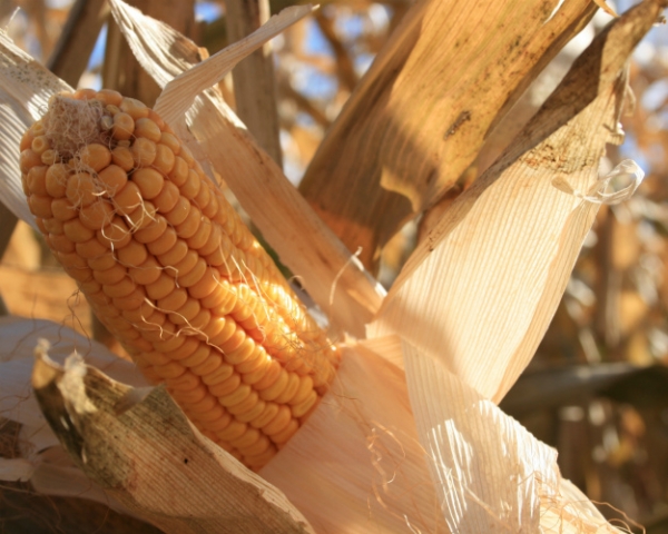 Поделка из кукурузы - фото и картинки: 68 штук
