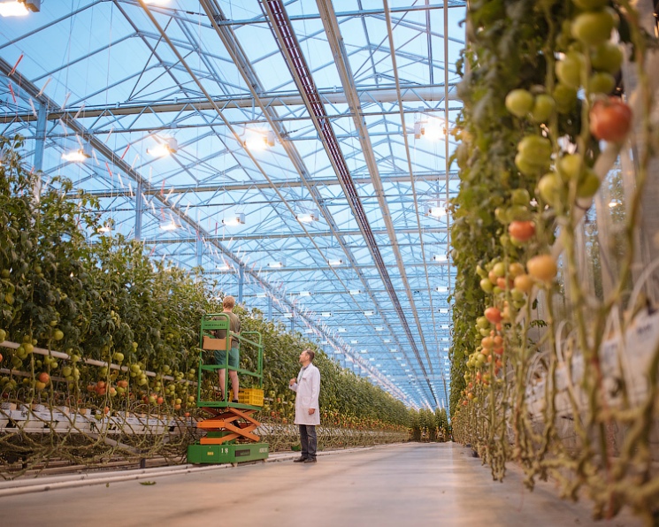 Выращивание Зелени в теплице как Бизнес: Преимущества и Советы