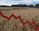 Рынок пшеницы продолжил падение