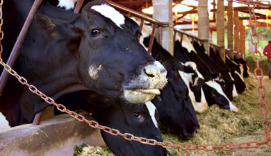 Как увеличить удои молока у коровы? | Агравис Райффайзен Агро