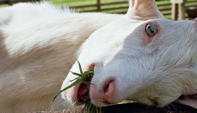 В борьбе с борщевиком помогут овцы, козы и топинамбур