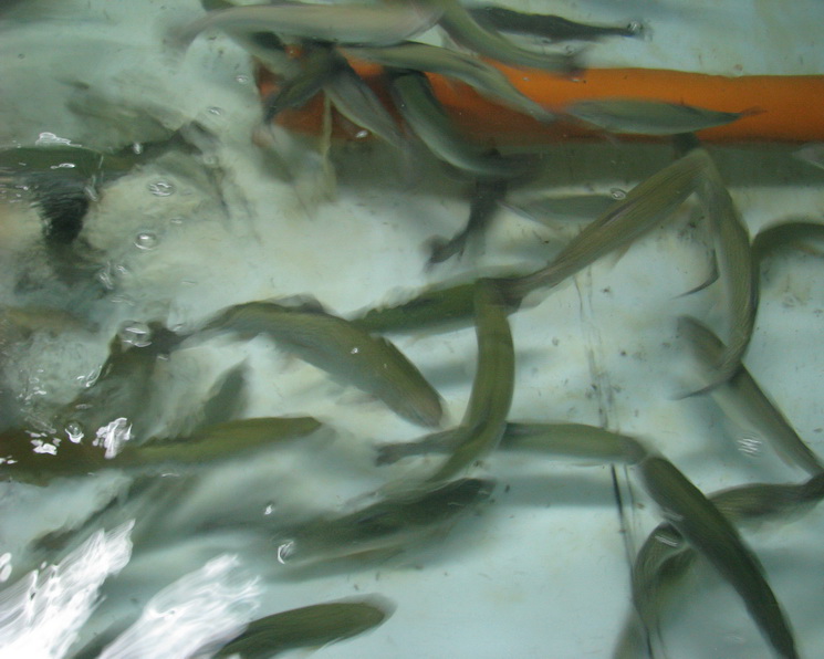 Технология УЗВ — перспективное решение для аквакультуры