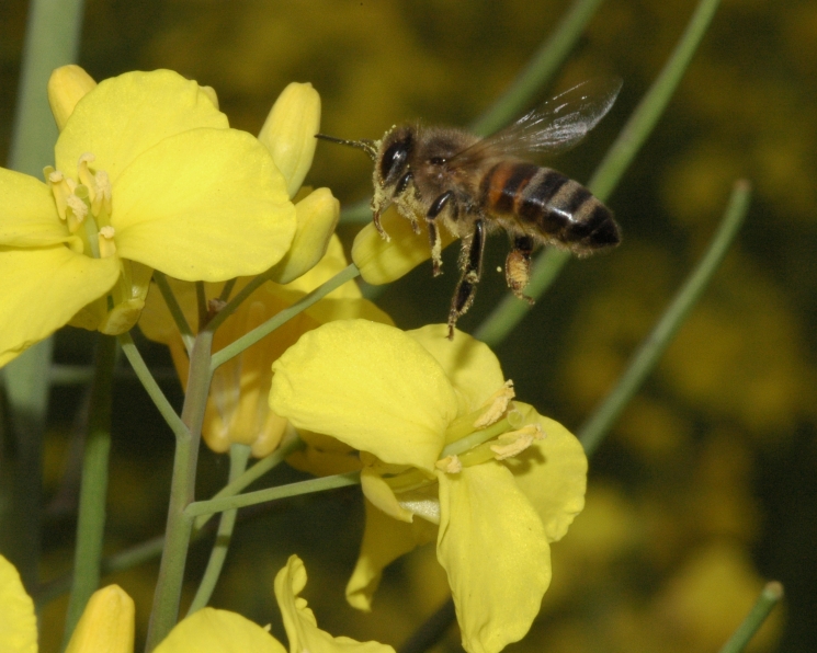 Опылители лады. Осы опылители. Пчела bzz. Насекомые опылители мелового периода. Робот опылитель растений.