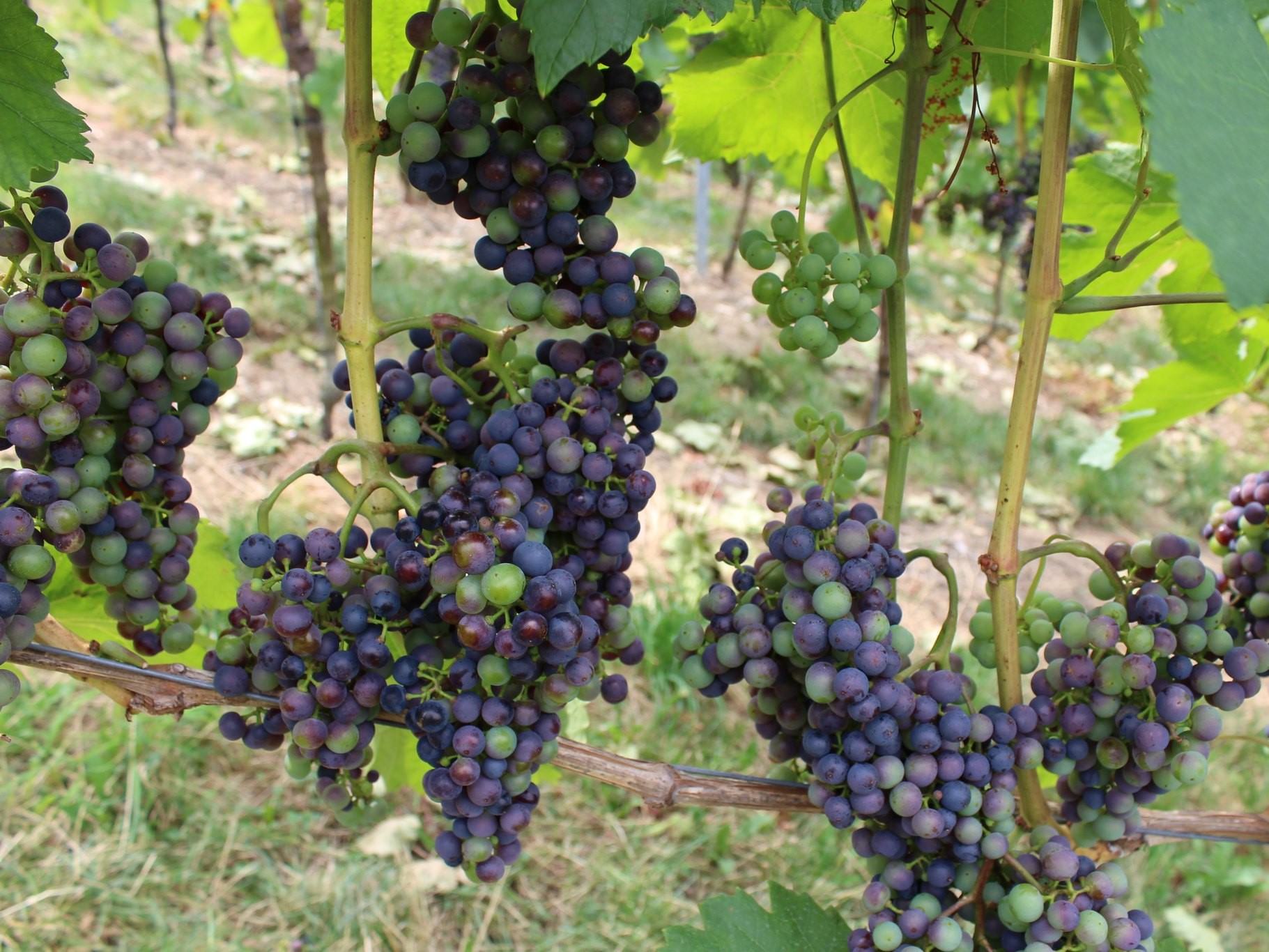 Из-за майских заморозков в Ростовской области пострадало 100 га виноградников