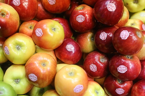Минсельхоз понизил прогноз урожая яблок до 1,5 млн тонн