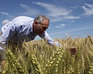 Прогноз урожая зерновых сокращен до 85 млн т