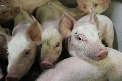 Спрос на свинину в России продолжает активно расти