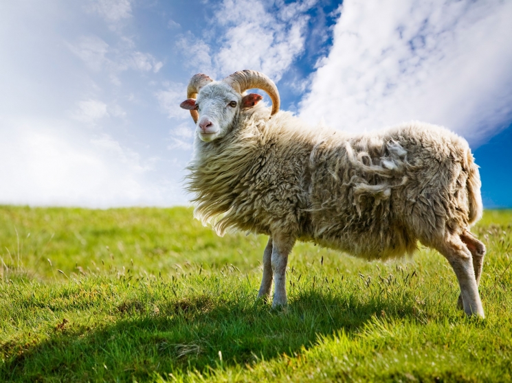 Подстриги овцу: тонкости обработки овечьей шерсти и изготовления пряжи