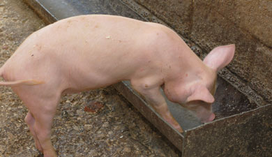 Почему свинья не ест и как решить такую проблему?
