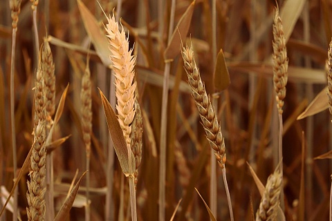 В июне цены на зерновые продолжили снижаться 