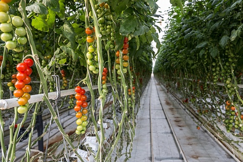 «Эко-культура» купила тепличный комплекс в Ростовской области