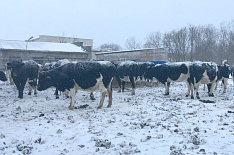 В одном из отдаленных районов Камчатки впервые за 20 лет открыли молочную ферму