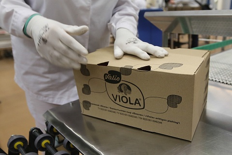 «Виола» запустила производство йогуртов на заводе в Белгородской области