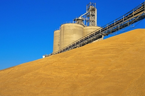 ИКАР: российские потребители зерна в новом сезоне могут поднять цены на него