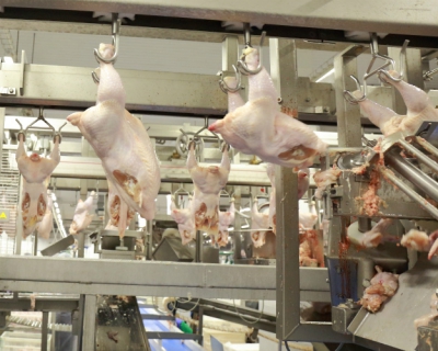 Почему мусульмане не едят свинину: история запрета