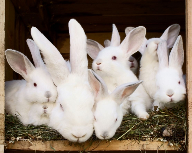 Разведение кроликов в домашних условиях: выбор породы, уход