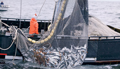 Как организовать частное рыбное хозяйство