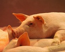 Крупнейший в США производитель свинины Smithfield Foods допущен на российский рынок