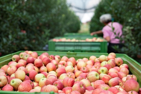 «Брянский сад» заложит яблоки на хранение. Собственное современное плодохранилище позволит нарастить доходность производства