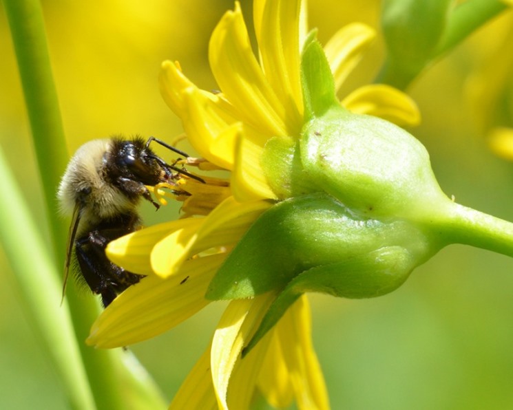 Опылители чудо. Опылители растений. Пчела опыляет перец. Опылитель для жимолости медовая Пчелка. Опыление картинки.