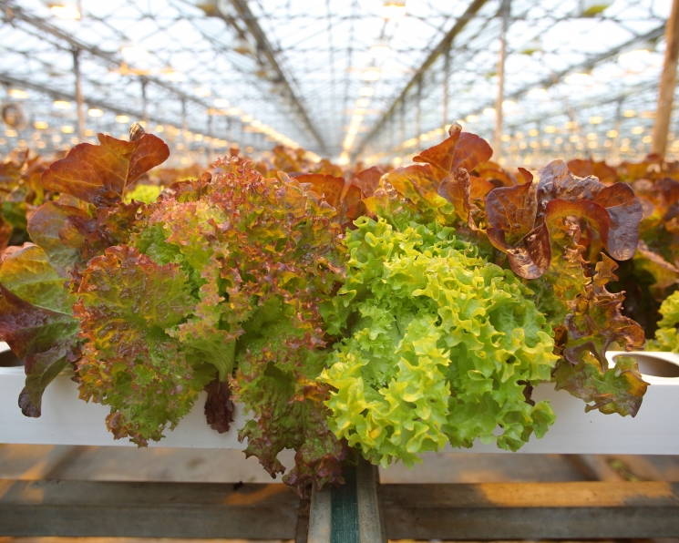 «Выборжец» увеличит производство салатов и зелени в Ленинградской области